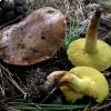 Suillus collinitus, foto di Raffaele Mansi 