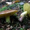 Suillus collinitus, foto di Raffaele Mansi 