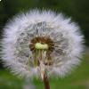 Taraxacum officinale, il soffione 