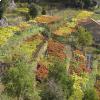 I terrazzamenti della Costiera amalfitana