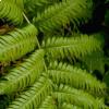 Woodwardia Radicans