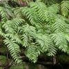 Woodwardia Radicans, foto Serdio, Licenza Creative Commons