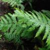 Woodwardia Radicans, foto Tigerente, Licenza Creative Commons