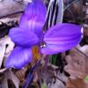 Il Crocus imperati fotografato a Tramonti, Costiera amalfitana. Foto MRS
