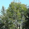 L'albero di Acero di Lobel 
