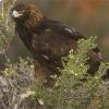 Aquila Reale
