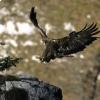 L'Aquila Reale vola verso il nido