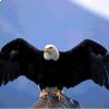 Aquila Reale