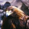 Aquila Reale 