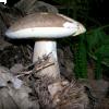 Il porcino estivo raccolto sulle alture della Costiera amalfitana, foto Raffaele Mansi 