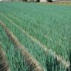 Un campo coltivato a cipollotti dop