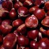 Le castagne