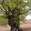 Un albero di castagno secolare