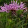 Fiordaliso di Tenore