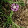 Fiordaliso di Tenore