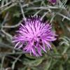 Fiordaliso di Tenore 