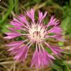 Fiordaliso di Tenore 