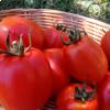 Un cesto con i pomodori Re Umberto