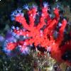 corallo rosso