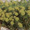 Crithmum maritimum