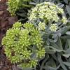 Crithmum maritimum