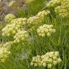 Crithmum maritimum