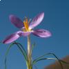 Crocus imperati 