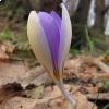 Crocus imperati, foto Giuseppe Venturini