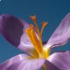 Crocus imperati, foto Giuseppe Venturini