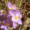 Crocus imperati, foto Giuseppe Venturini