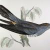 Cuculus canorus in un disegno 