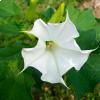 Datura, il fiore