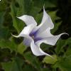 Datura, stramonio comune 