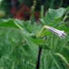 Datura 