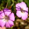 Dianthus rupicola