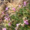 Dianthus rupicola