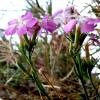 Dianthus rupicola