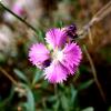Dianthus rupicola