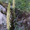 Digitalis micrantha