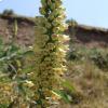 Digitalis micrantha