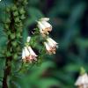 Digitalis micrantha fotografata nel Parco Nazionale del Cilento