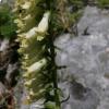 Digitalis micrantha 
