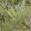 Erica arborea