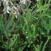 Erica terminalis