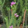 Erica terminalis