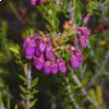 Erica terminalis