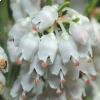 Fiori erica arborea