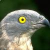 Il falco pecchiaiolo