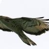 Il volo del falco pecchiaiolo