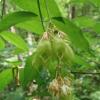Staphylea pinnata L.